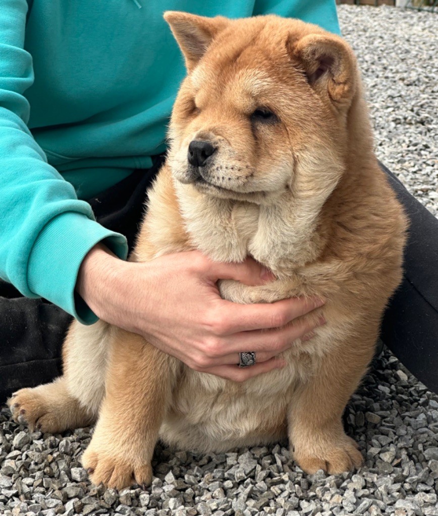 Famous Dream - Chiot disponible  - Chow Chow