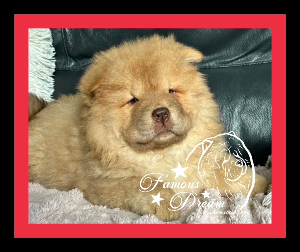 Famous Dream - Chiot disponible  - Chow Chow