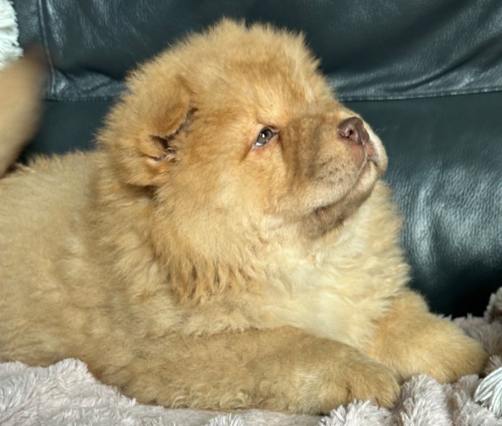 chiot Chow Chow Famous Dream