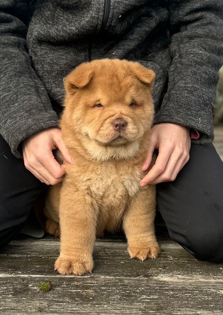 Famous Dream - Chiot disponible  - Chow Chow