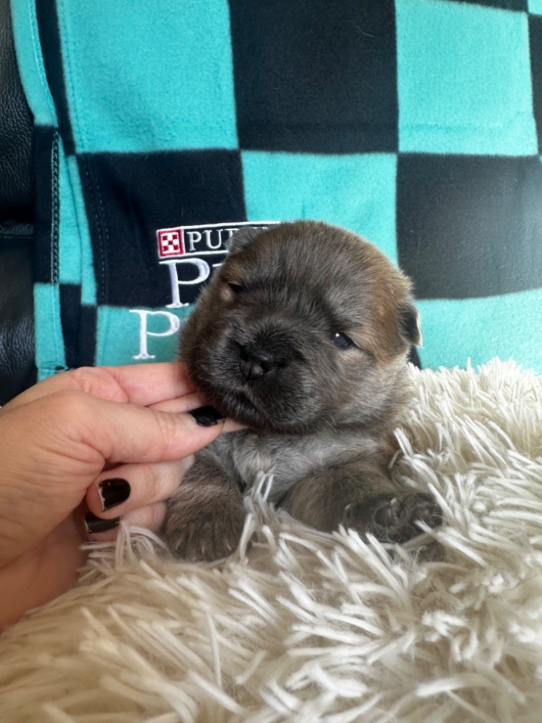 Famous Dream - Chiot disponible  - Chow Chow