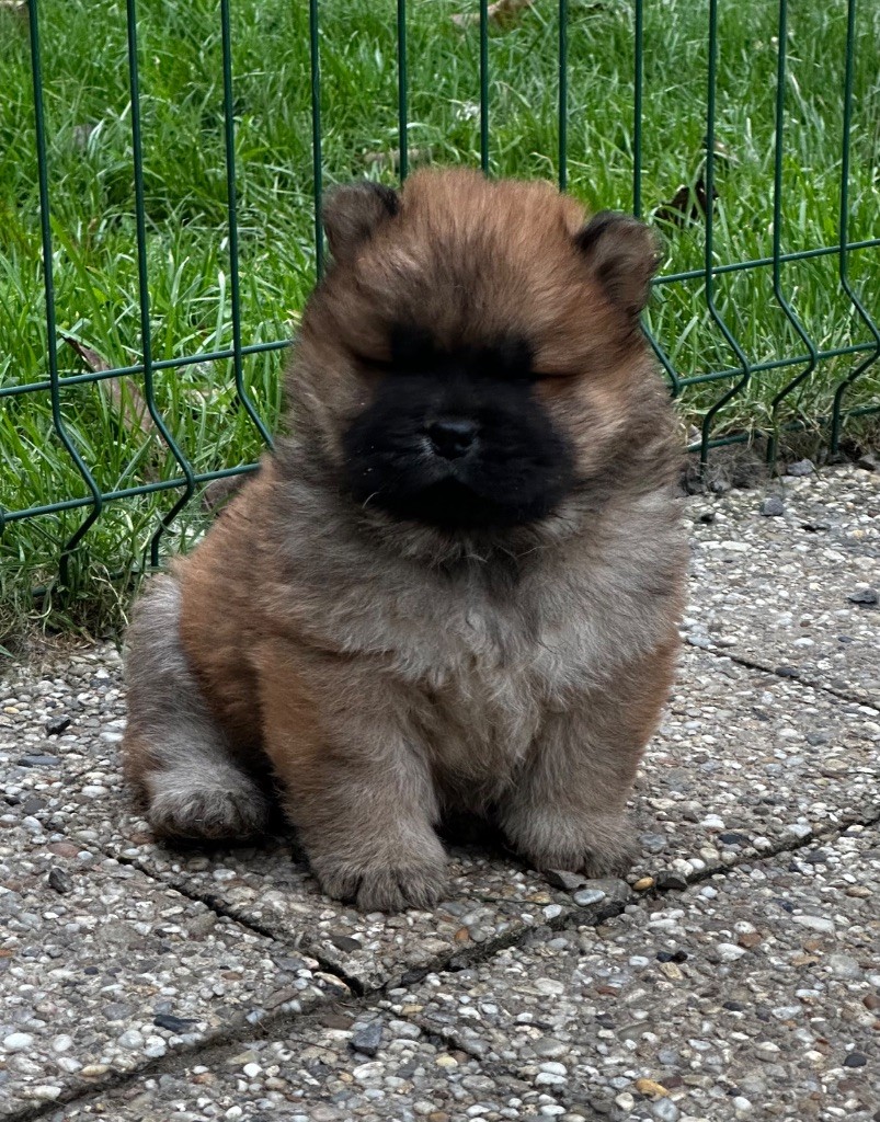 chiot Chow Chow Famous Dream