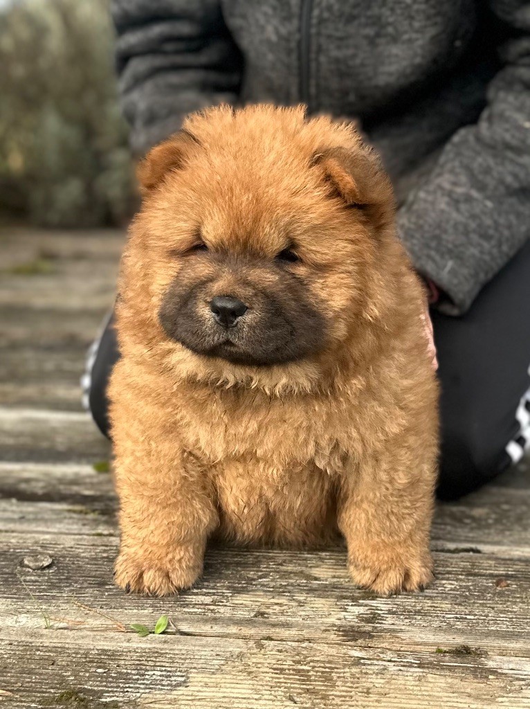 Famous Dream - Chiot disponible  - Chow Chow