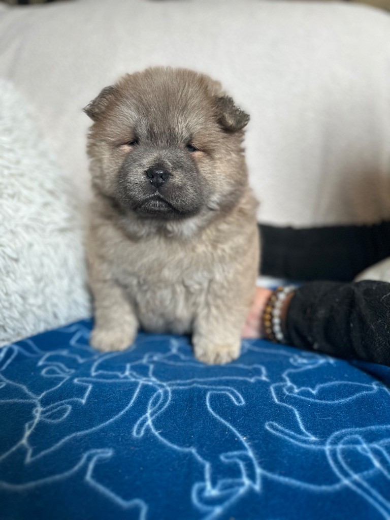 Famous Dream - Chiot disponible  - Chow Chow