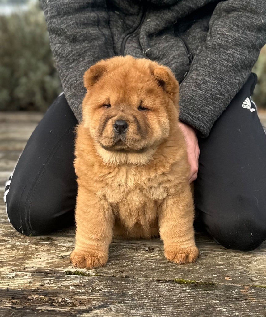 Famous Dream - Chiot disponible  - Chow Chow