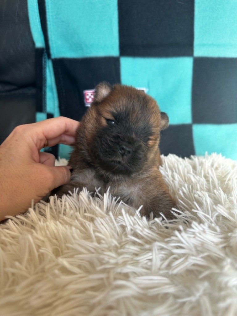 Famous Dream - Chiot disponible  - Chow Chow