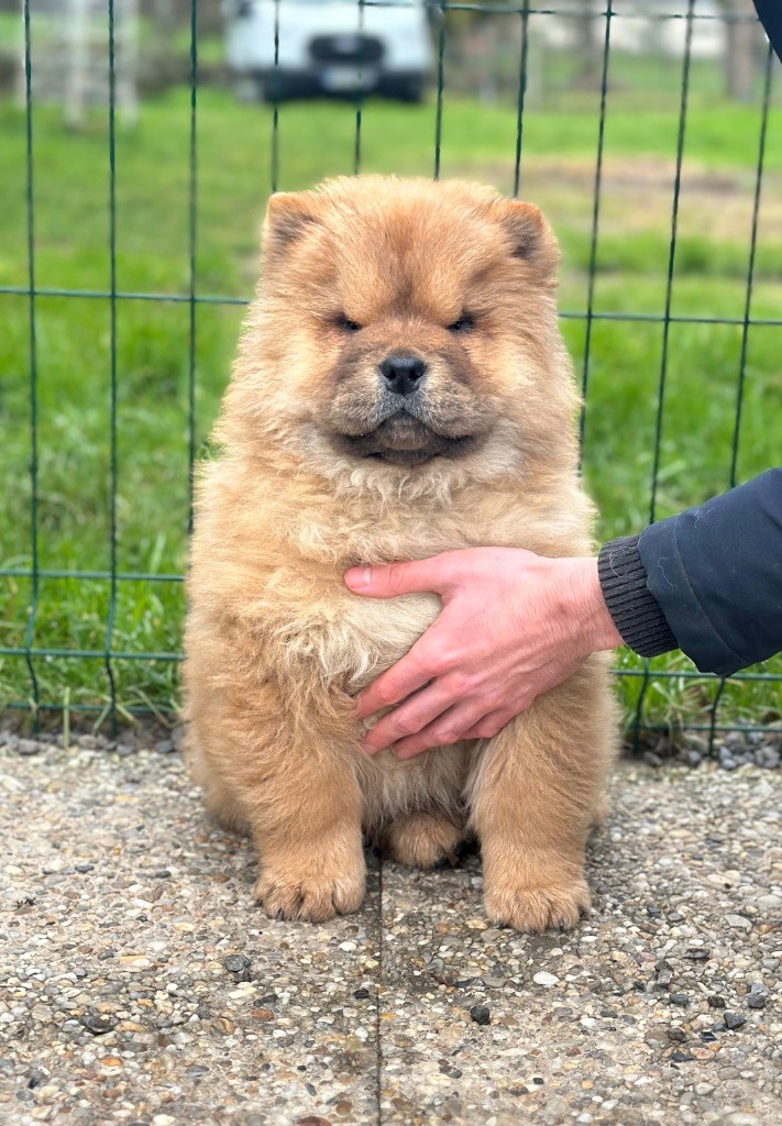 Famous Dream - Chiot disponible  - Chow Chow