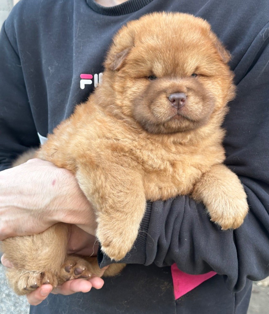 chiot Chow Chow Famous Dream