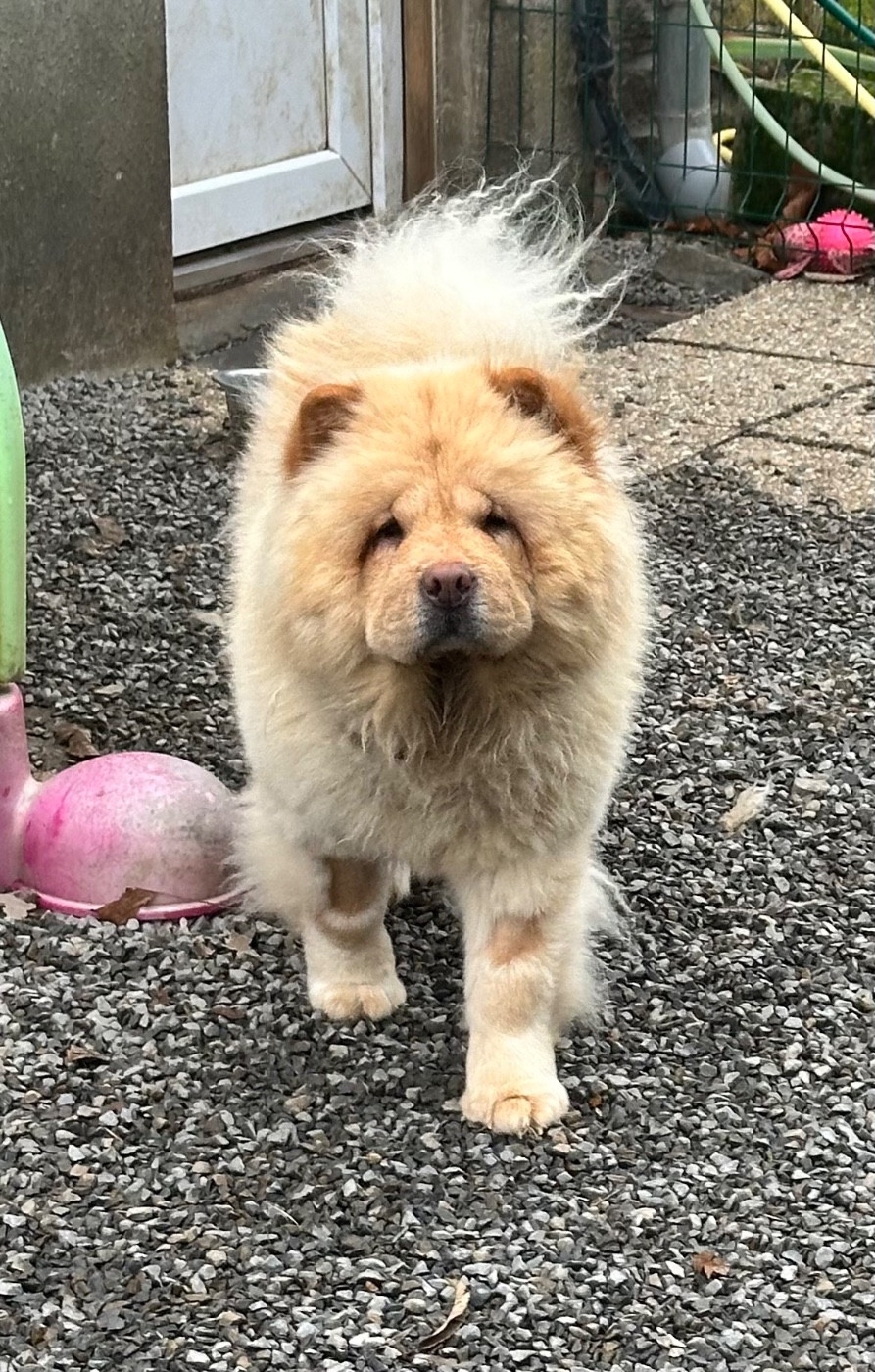 Famous Dream Unik love