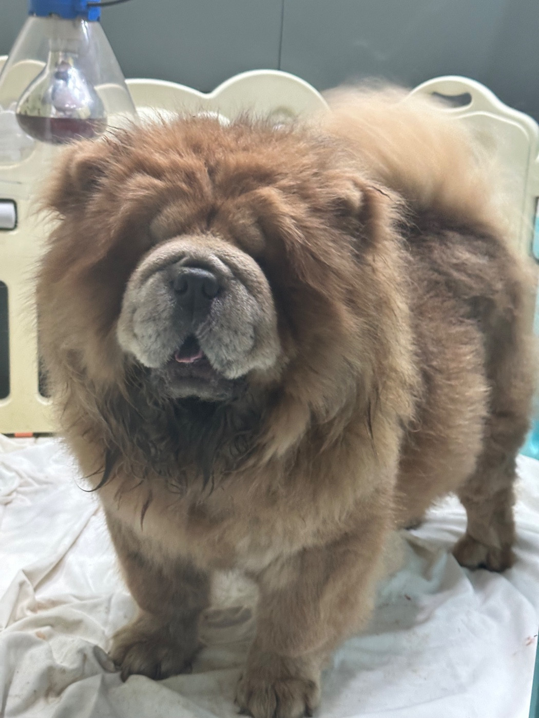 Famous Dream Tropical