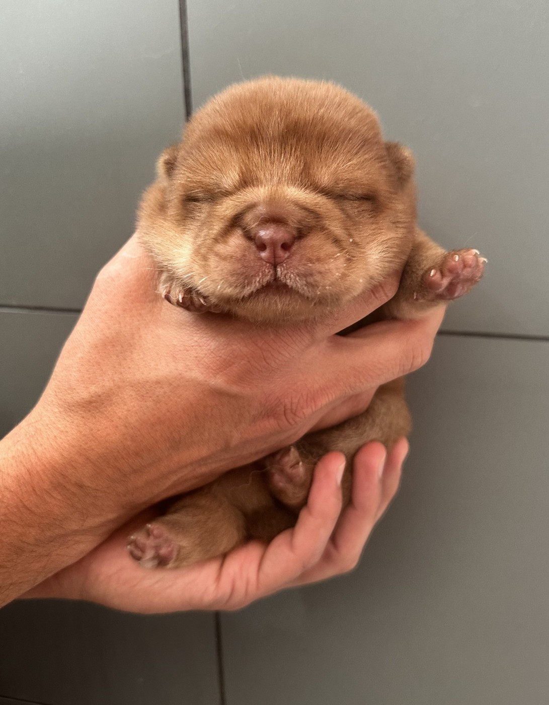 Des bébés poils courts !! Chocolat 🍫