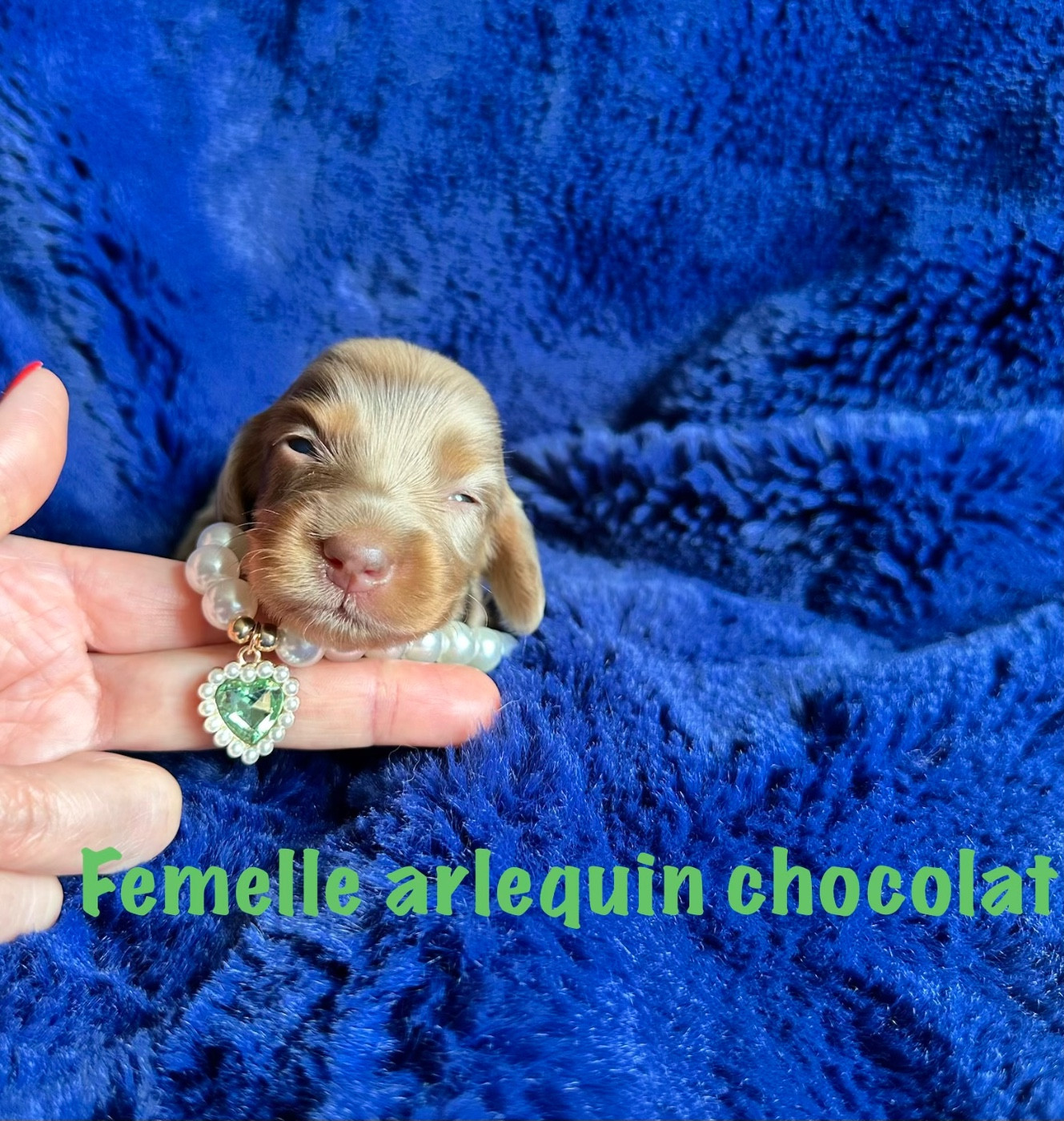 Des bébés teckels nains poils longs