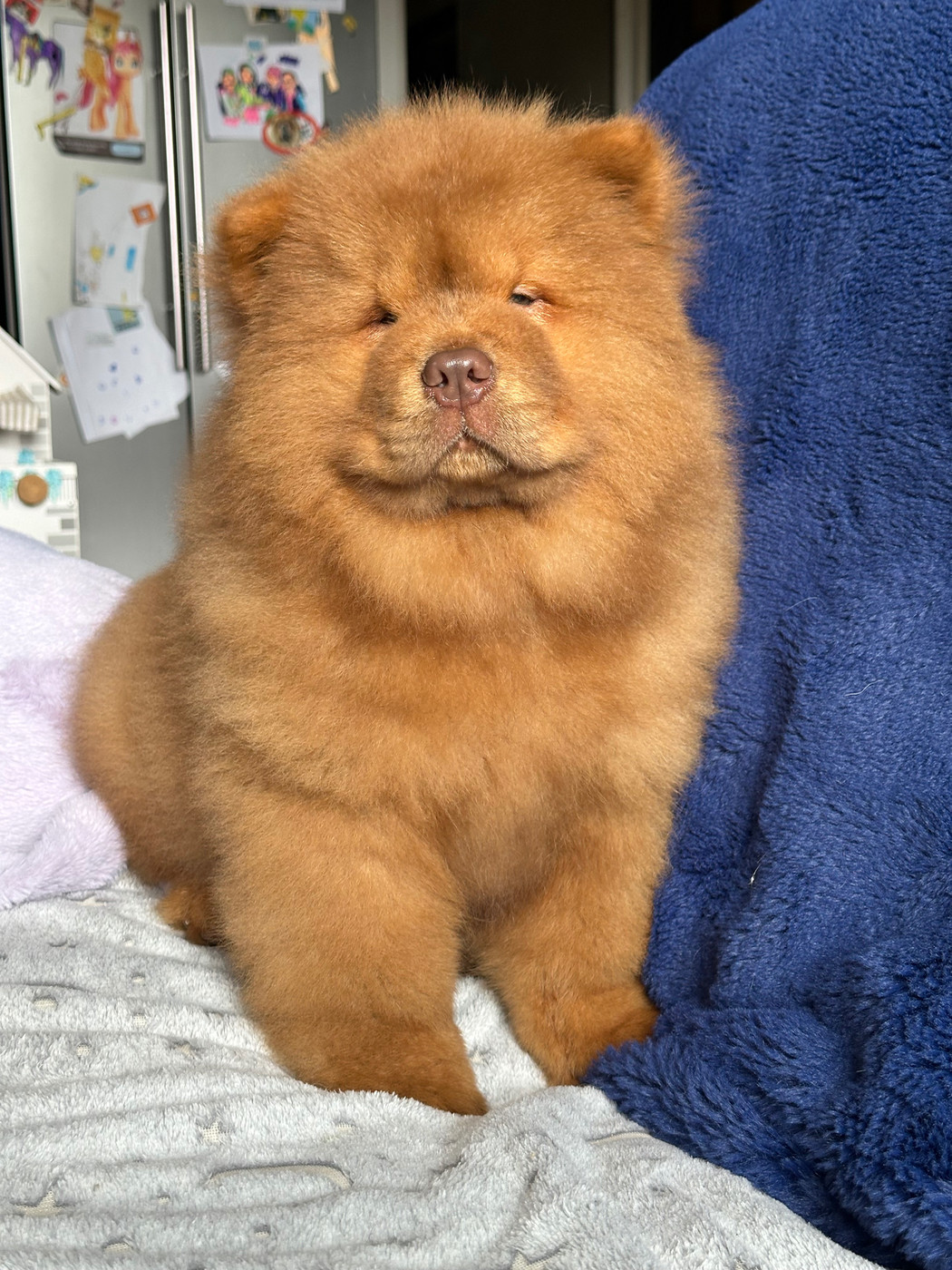 Mâle Chow Chow chocolat rouge disponible
