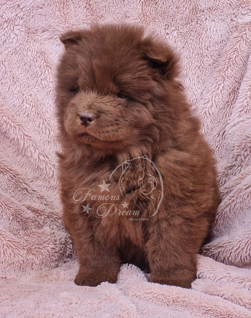 Chiot Chow Chow Famous Dream