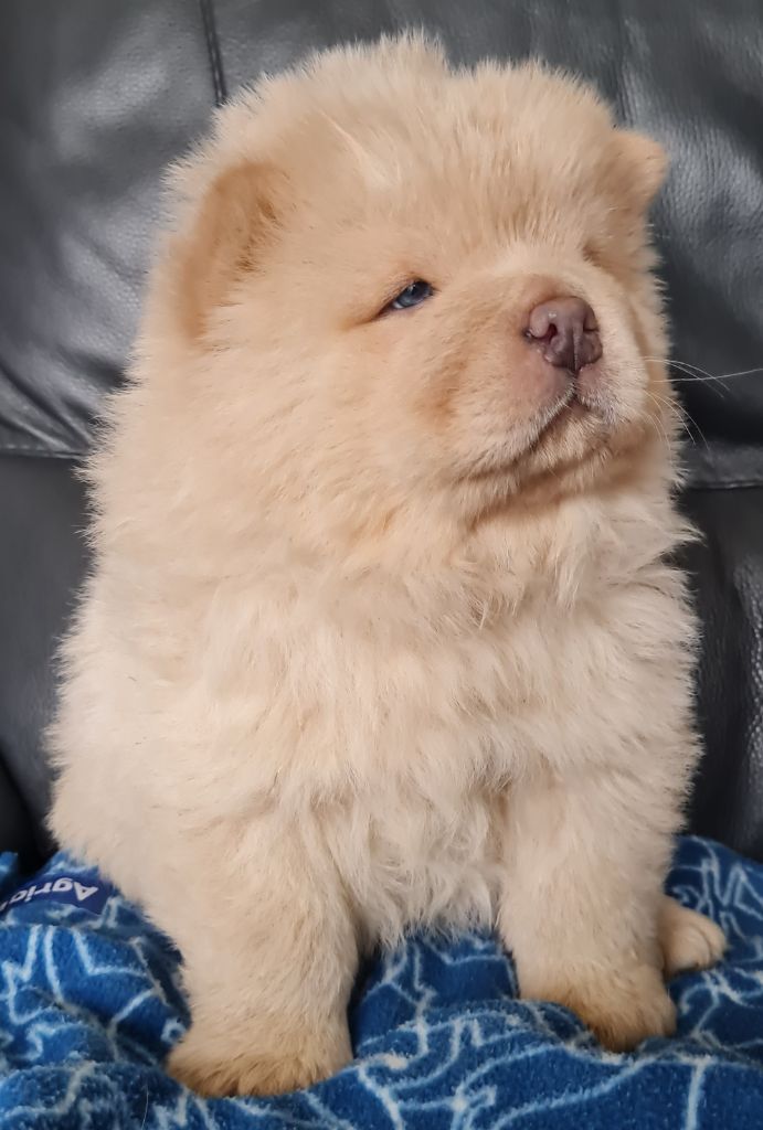 Chiot Chow Chow Famous Dream