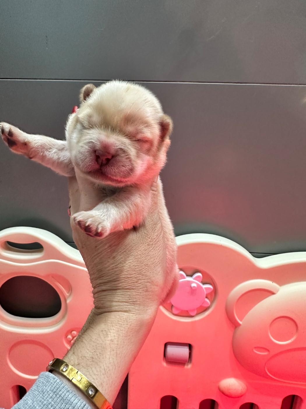 Famous Dream - Chiots disponibles - Chow Chow