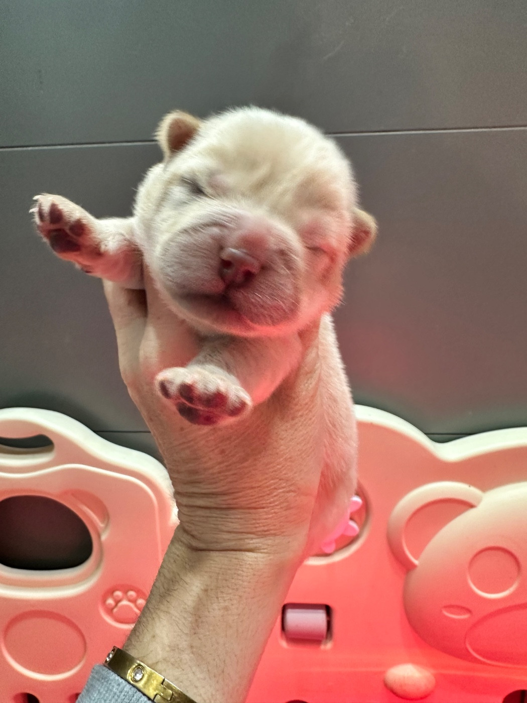 Famous Dream - Chiots disponibles - Chow Chow
