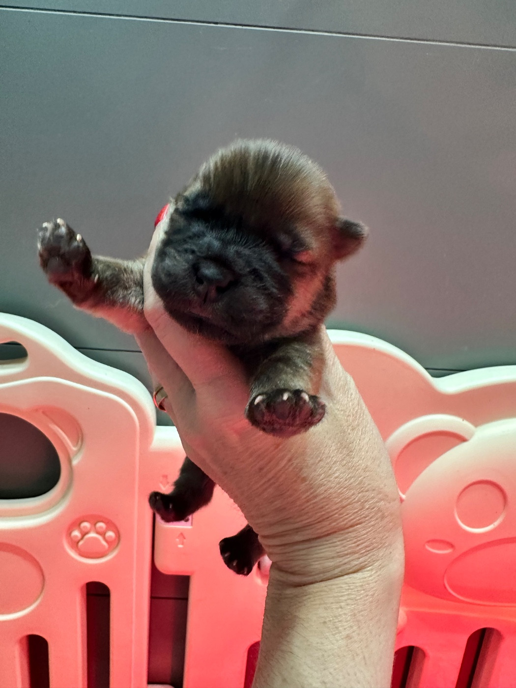 Famous Dream - Chiots disponibles - Chow Chow