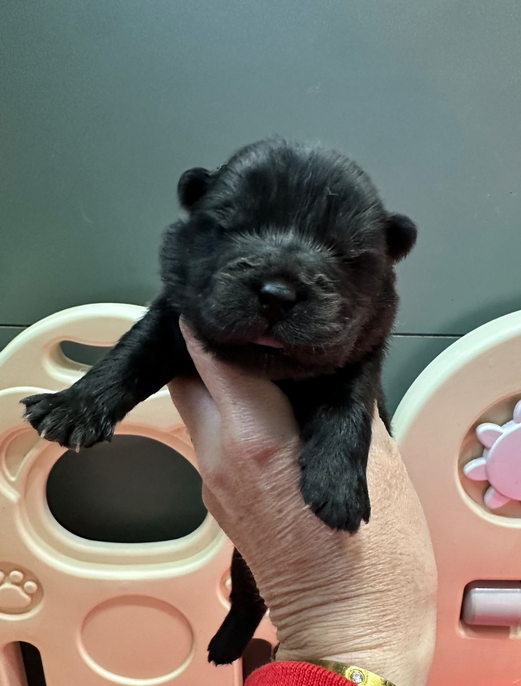 Famous Dream - Chiots disponibles - Chow Chow