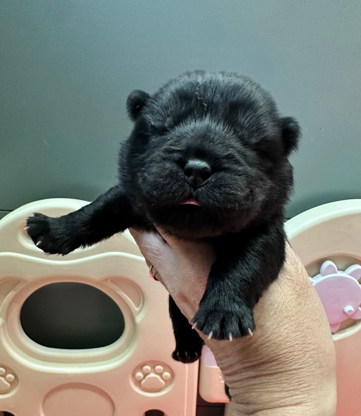 Famous Dream - Chiots disponibles - Chow Chow