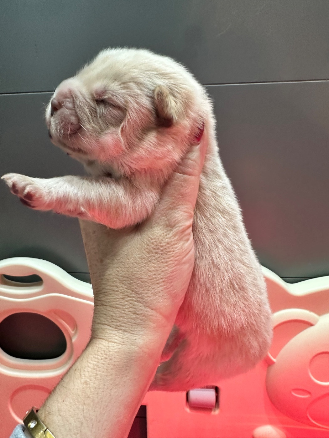Chiot Chow Chow Famous Dream