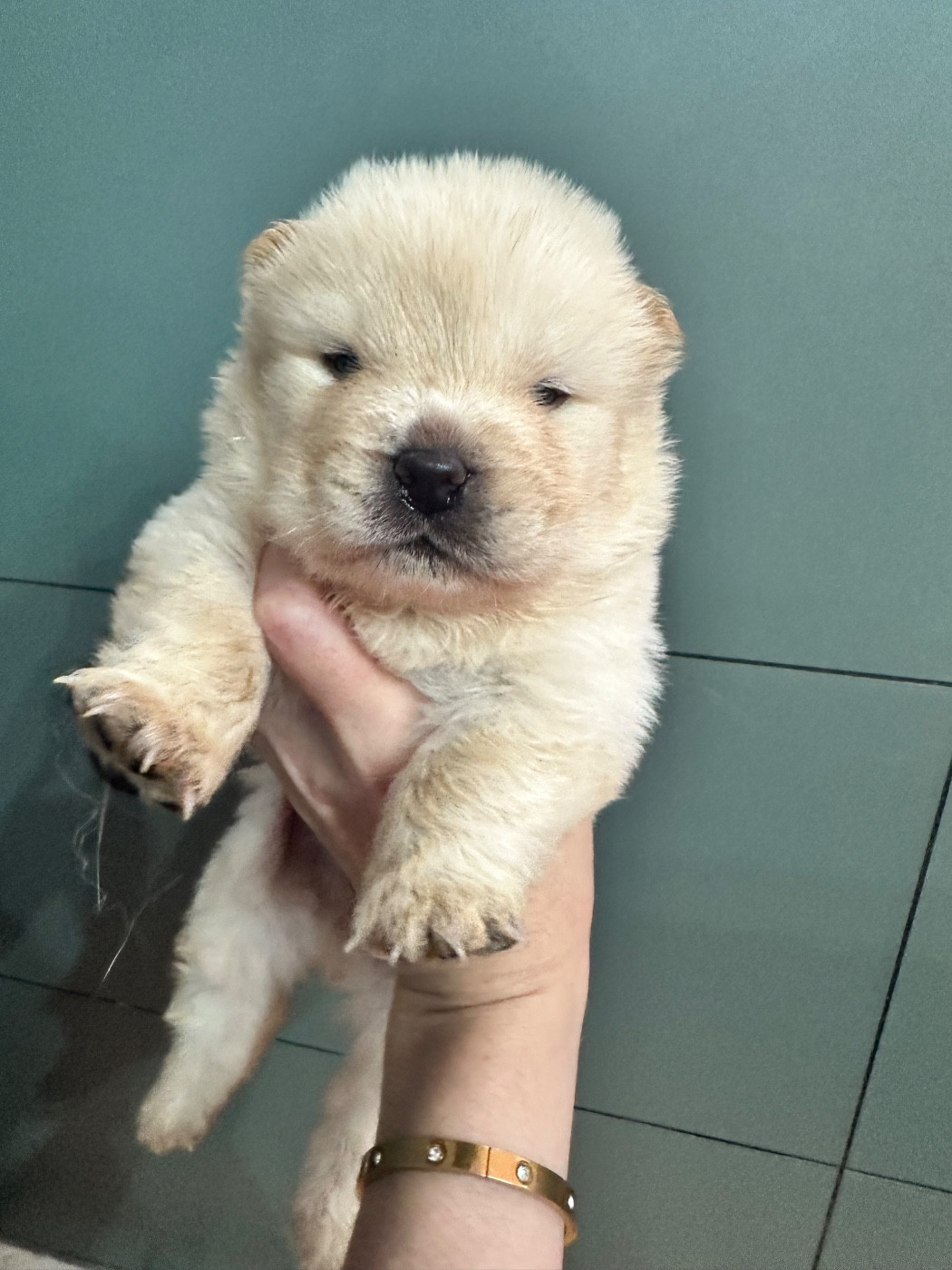 Famous Dream - Chiots disponibles - Chow Chow