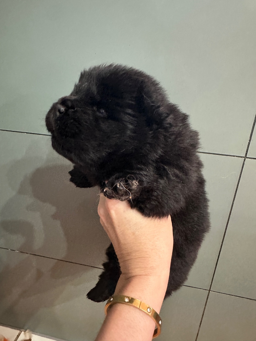 Famous Dream - Chiots disponibles - Chow Chow