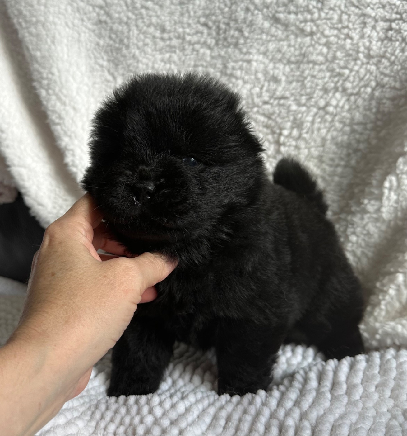 Famous Dream - Chiots disponibles - Chow Chow