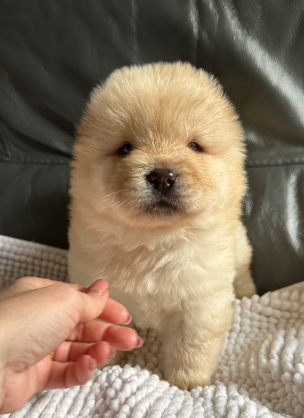 Famous Dream - Chiots disponibles - Chow Chow