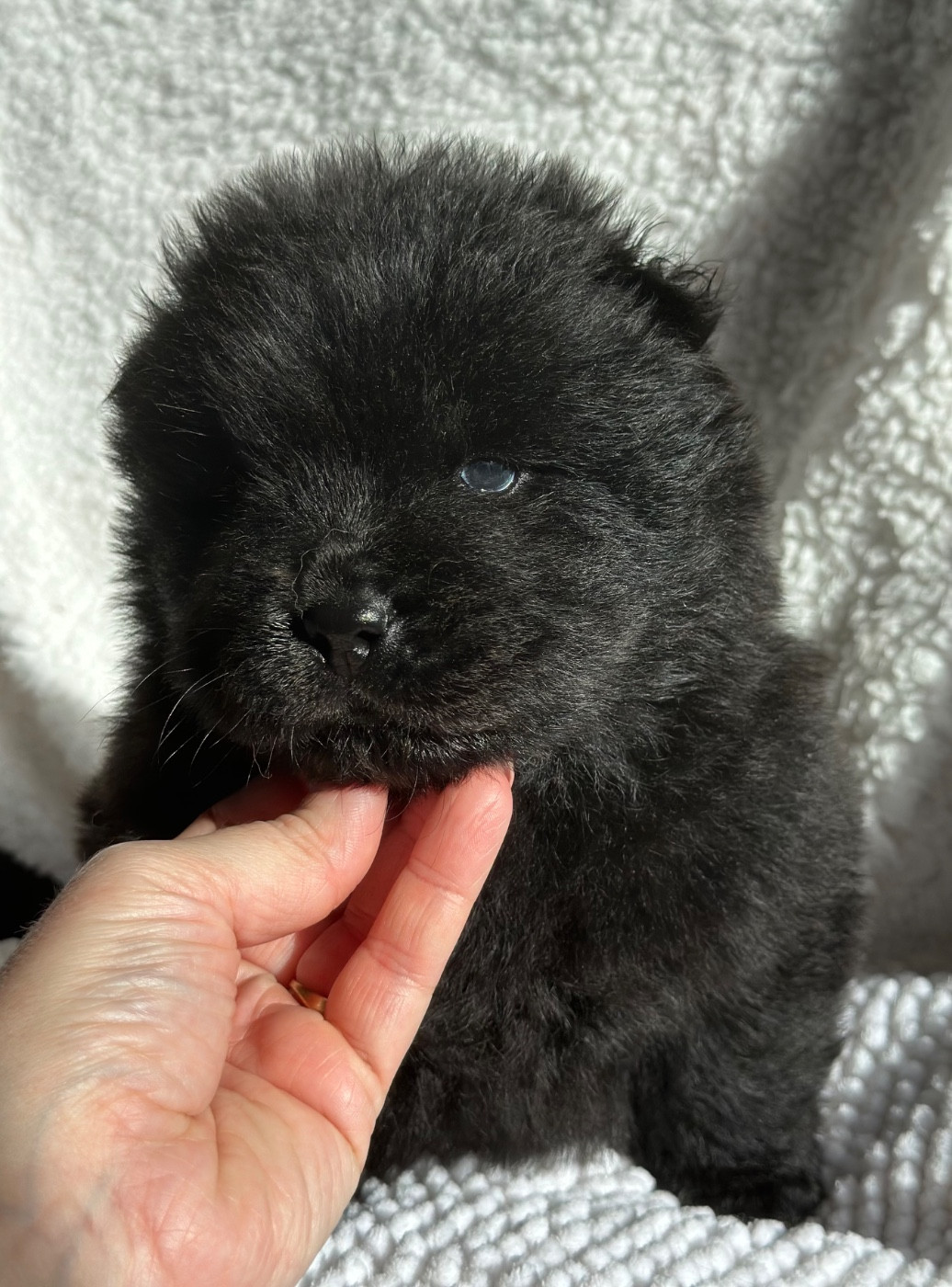 Famous Dream - Chiots disponibles - Chow Chow