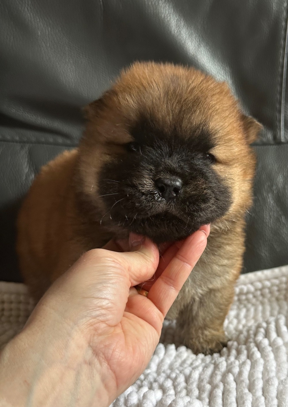 Famous Dream - Chiots disponibles - Chow Chow