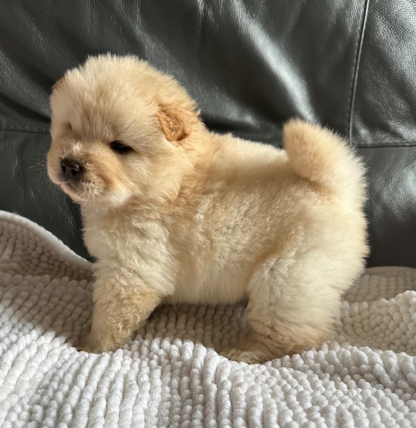 Chiot Chow Chow Famous Dream