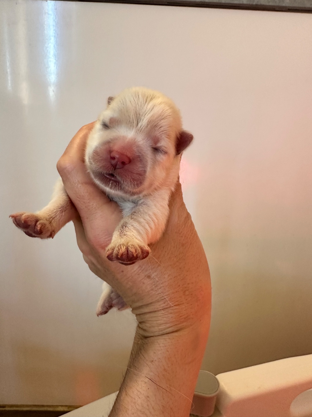 Famous Dream - Chiots disponibles - Chow Chow