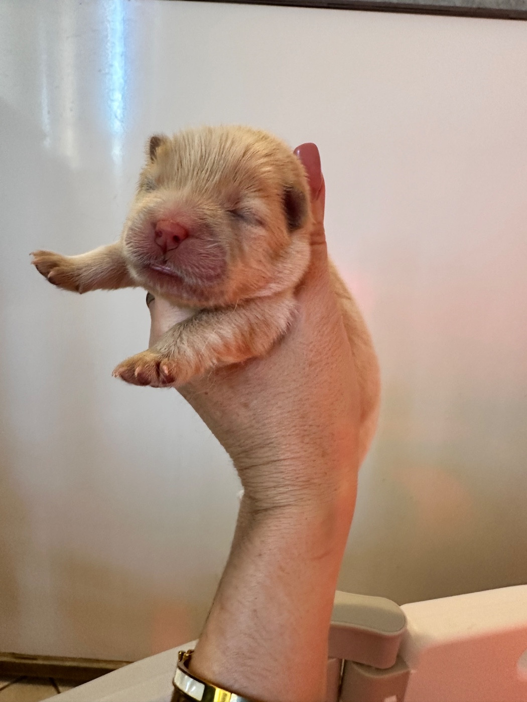 Famous Dream - Chiots disponibles - Chow Chow