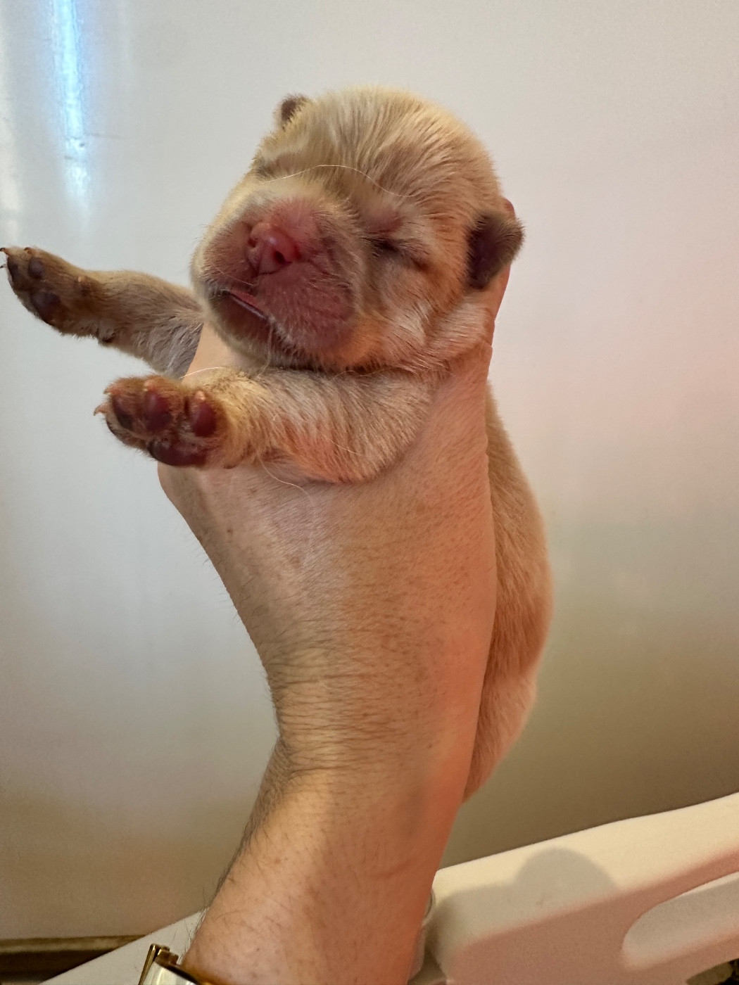 Chiot Chow Chow Famous Dream