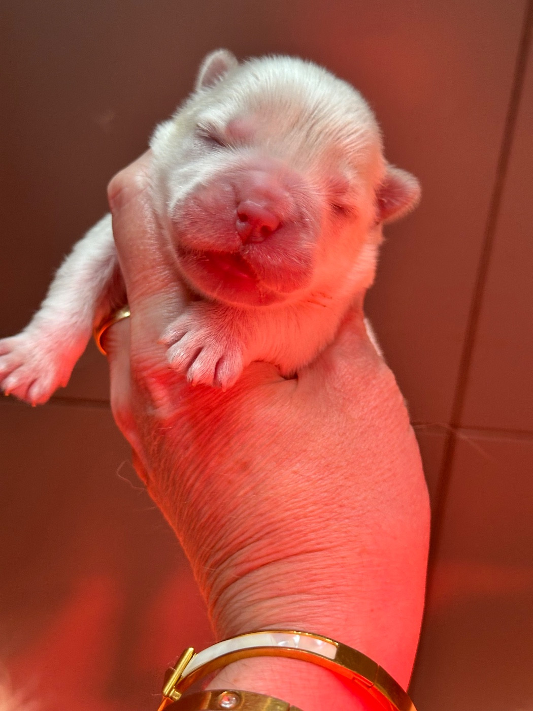 Famous Dream - Chiots disponibles - Chow Chow