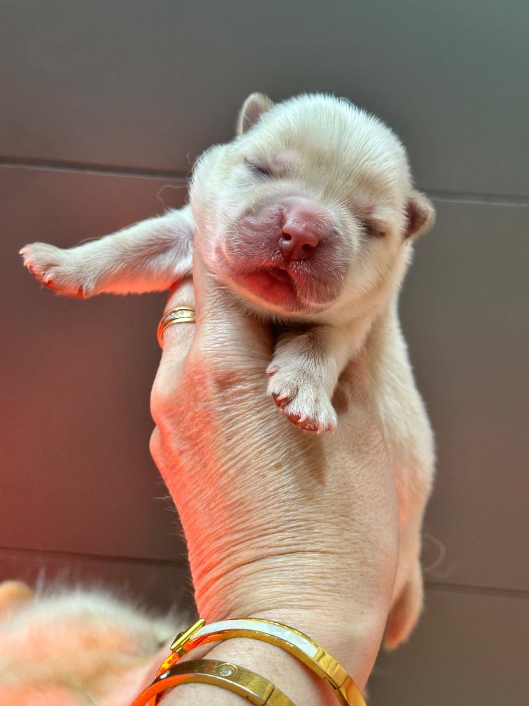 Famous Dream - Chiots disponibles - Chow Chow