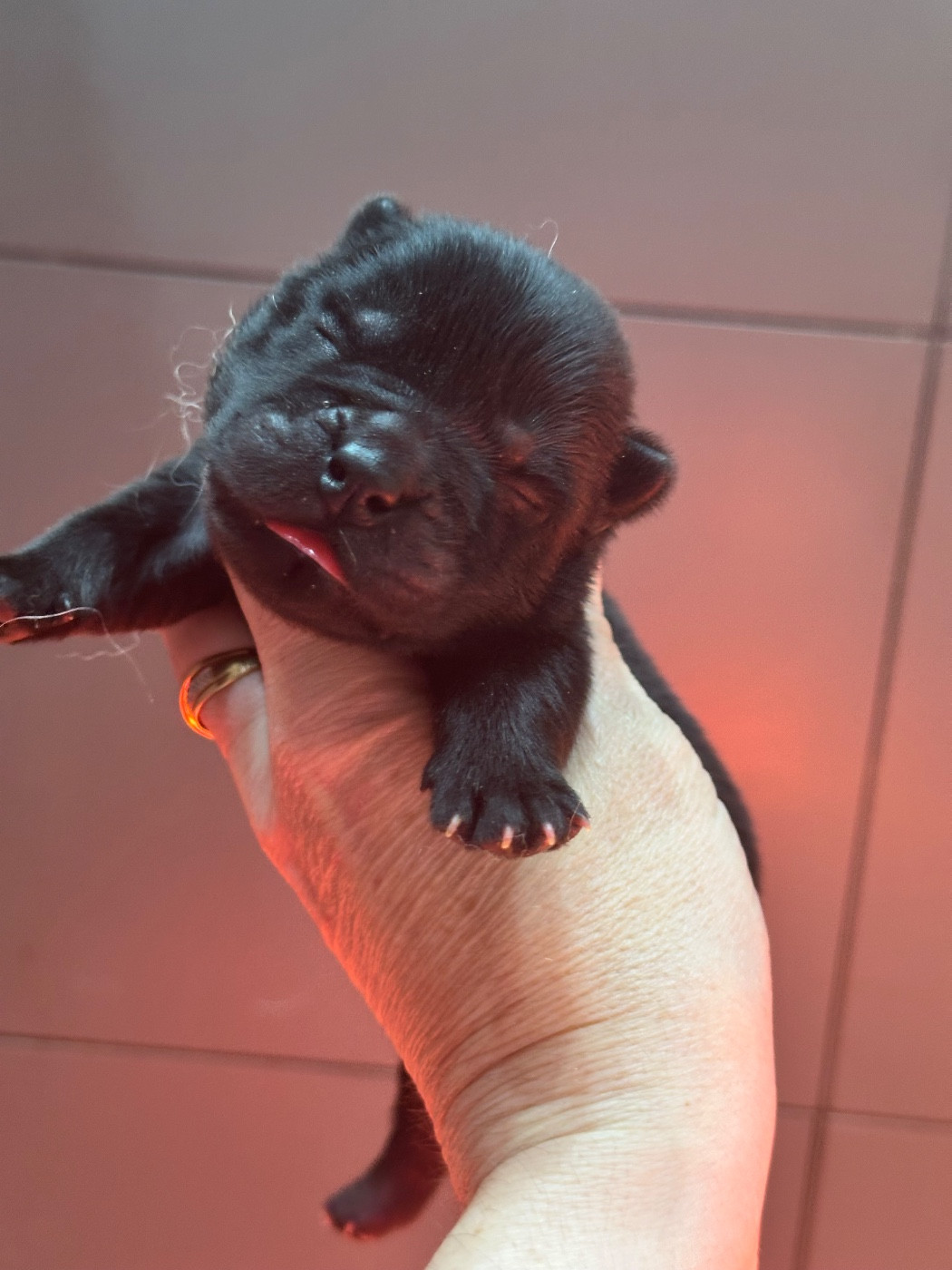 Famous Dream - Chiots disponibles - Chow Chow