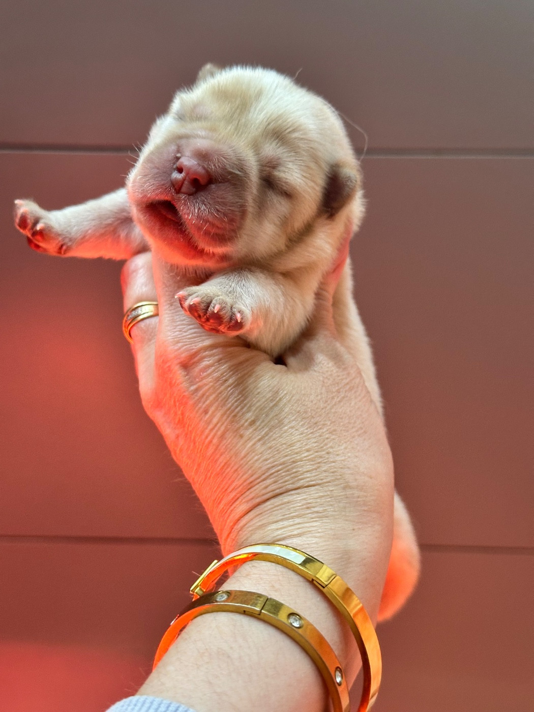 Chiot Chow Chow Famous Dream