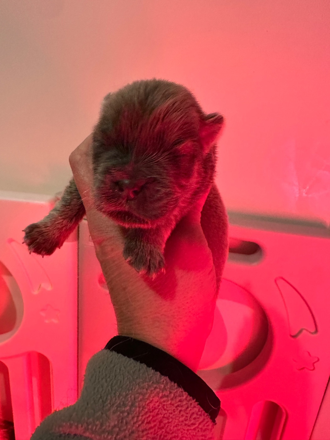 Famous Dream - Chiots disponibles - Chow Chow