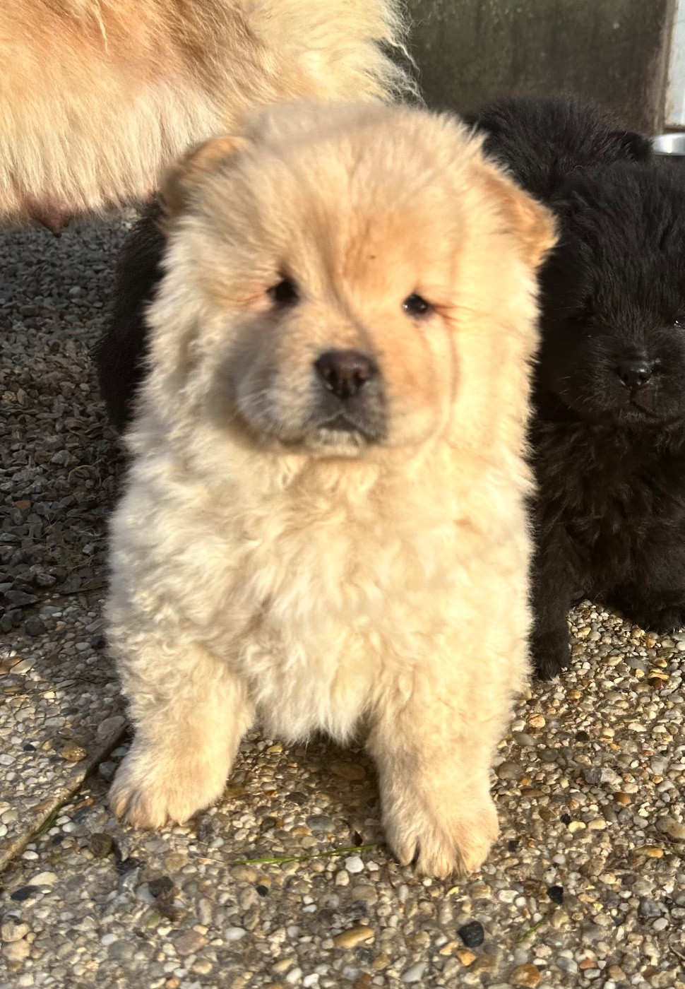 Famous Dream - Chiots disponibles - Chow Chow
