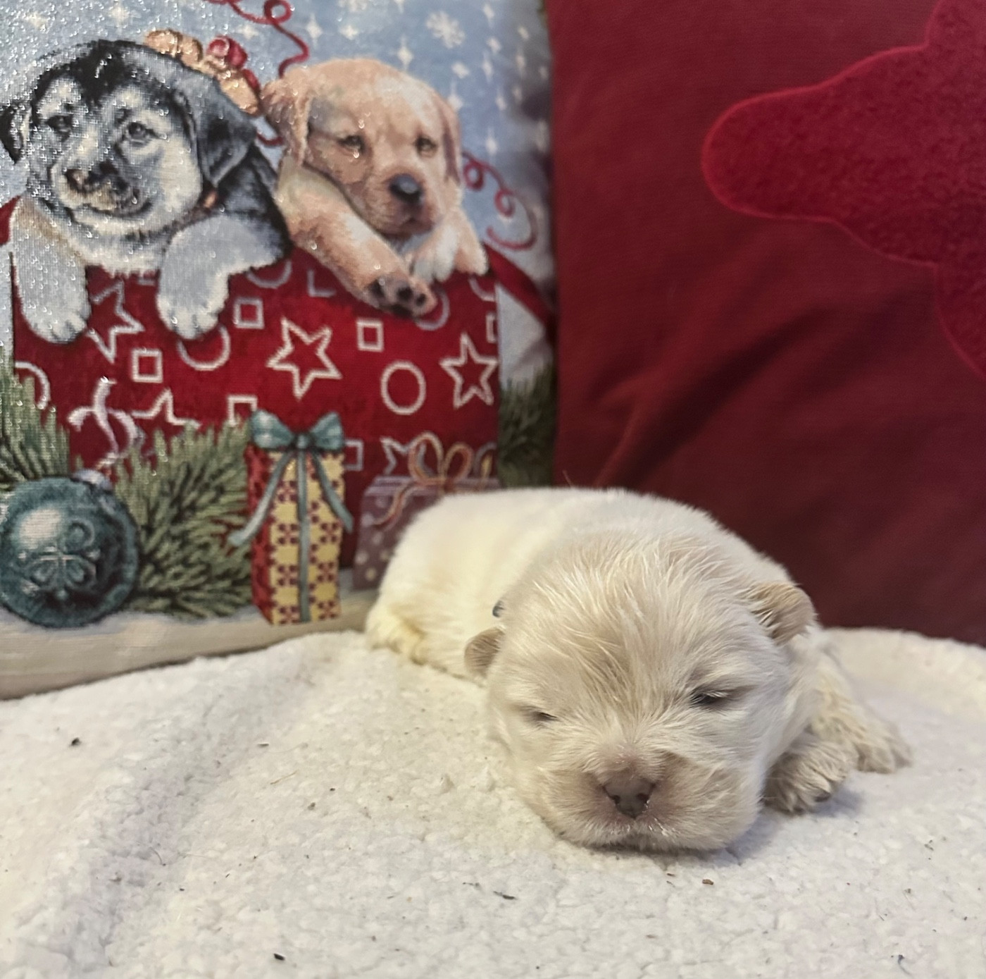 Famous Dream - Chiots disponibles - Chow Chow