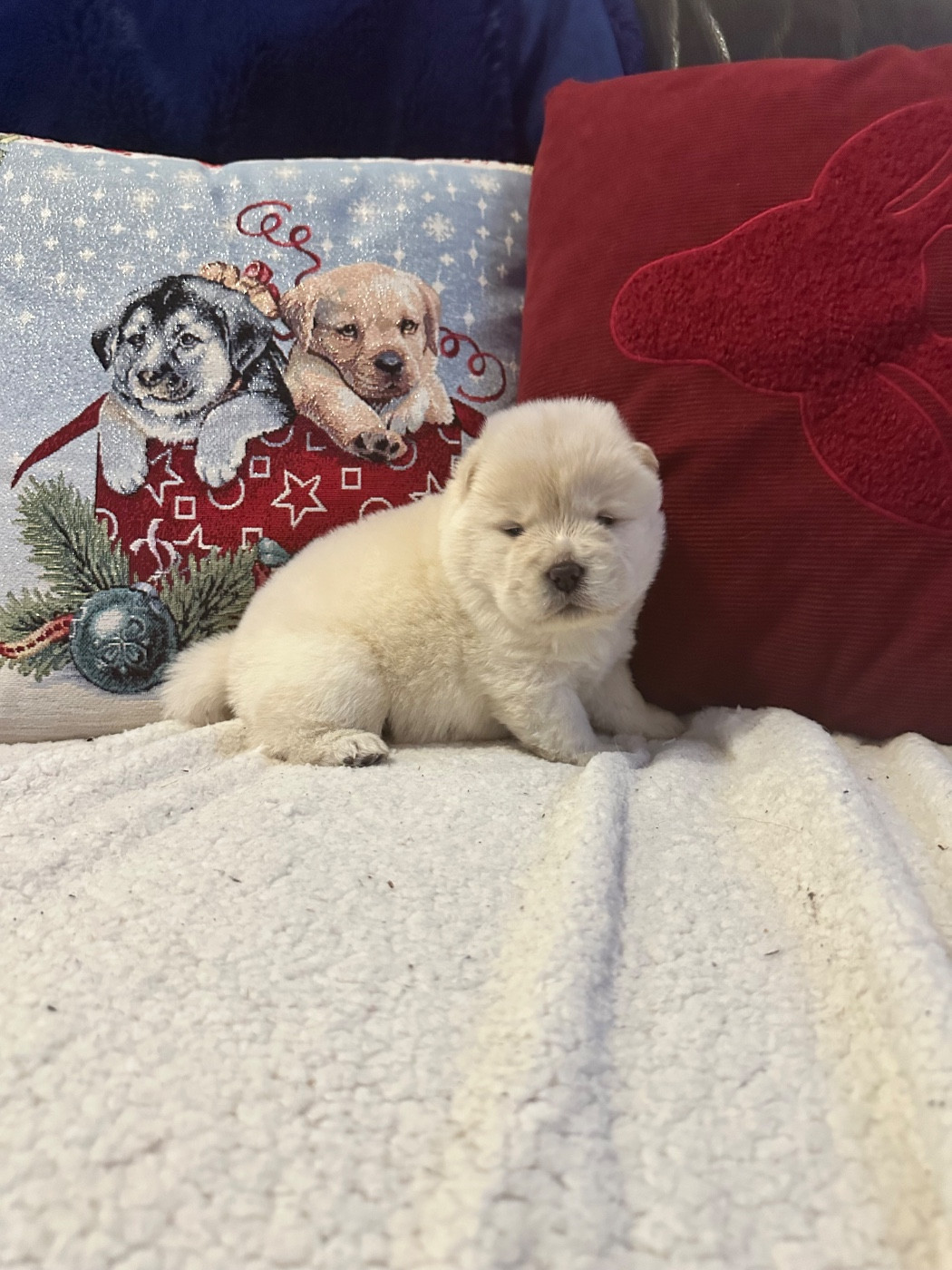 Famous Dream - Chiots disponibles - Chow Chow