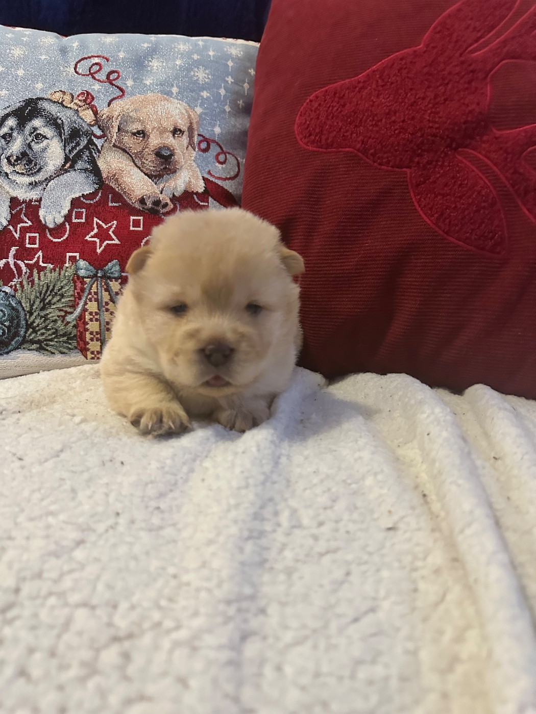 Famous Dream - Chiots disponibles - Chow Chow