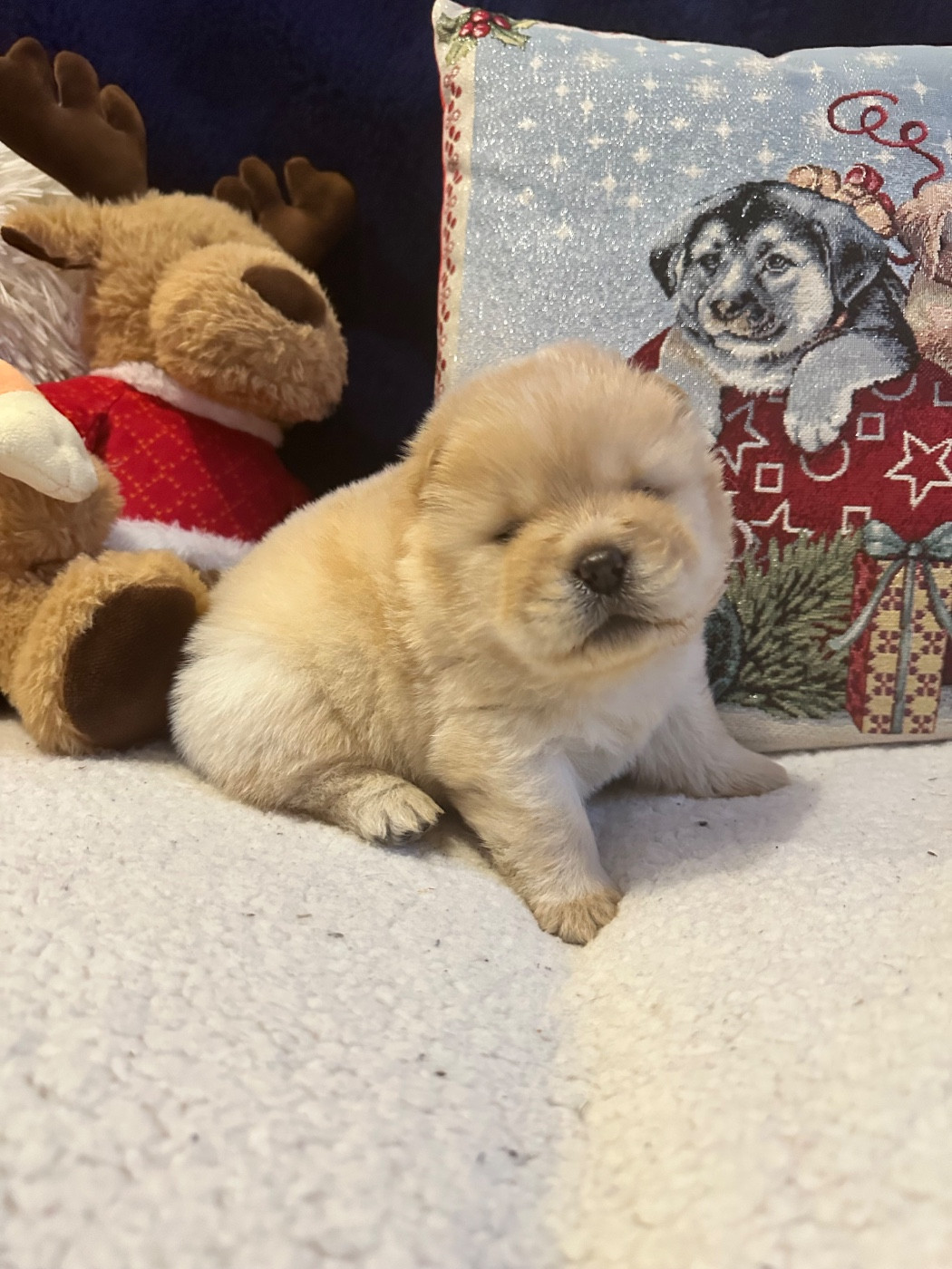 Famous Dream - Chiots disponibles - Chow Chow