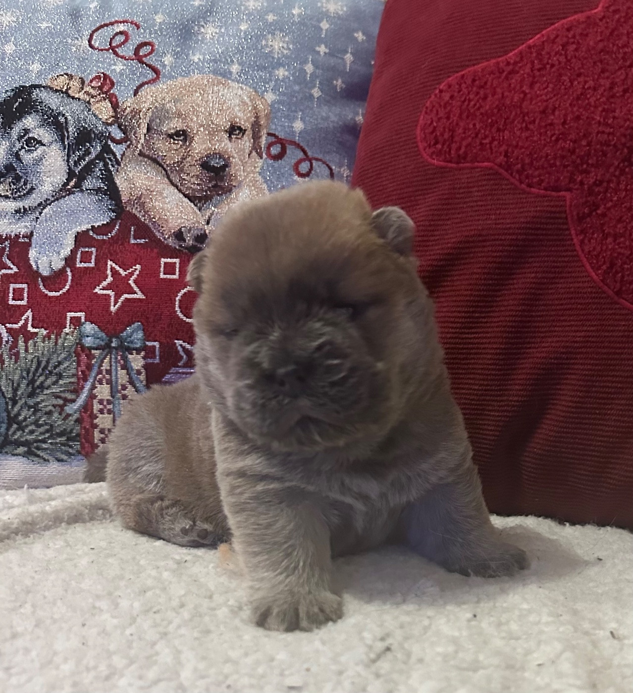 Famous Dream - Chiots disponibles - Chow Chow