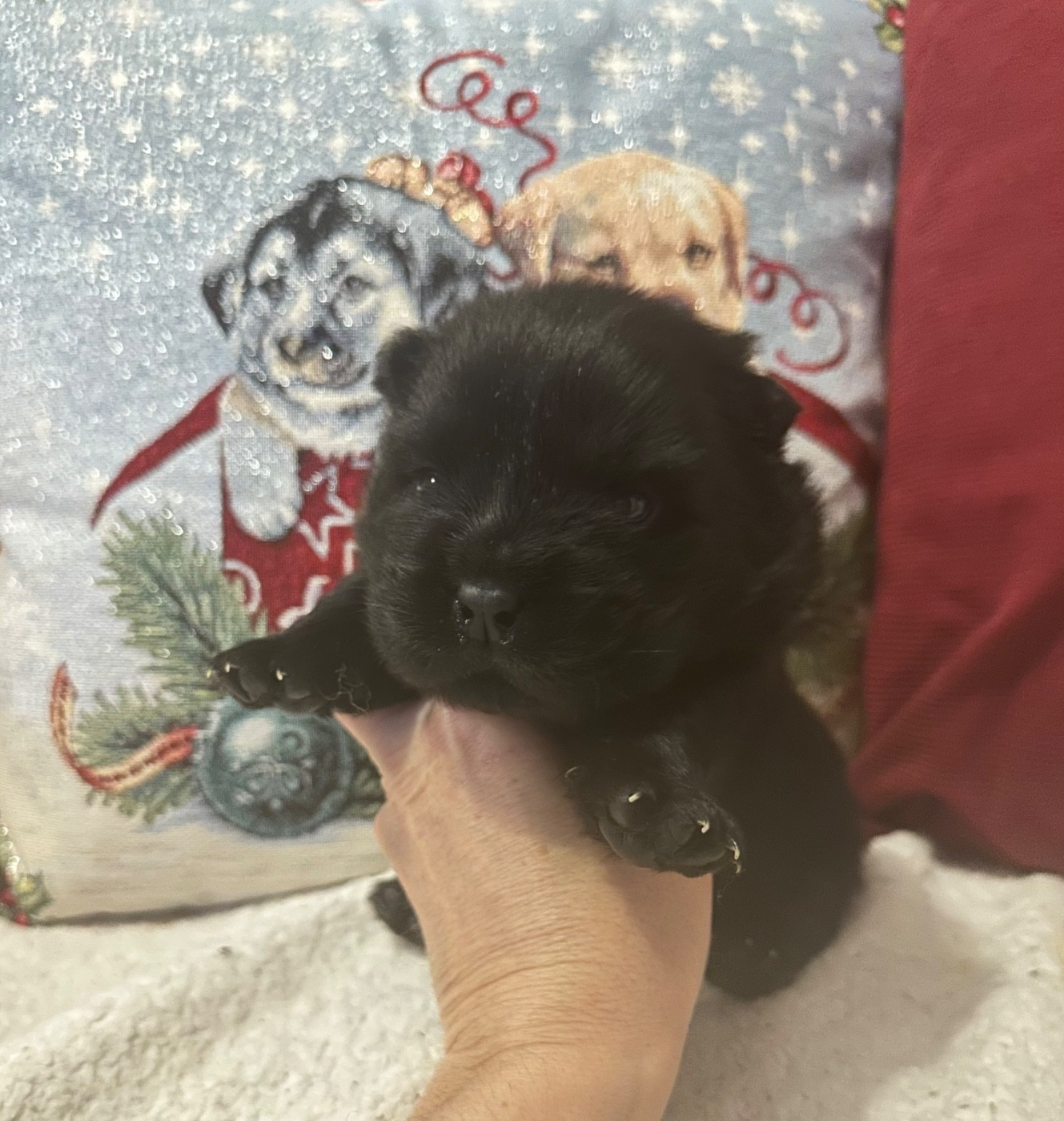 Famous Dream - Chiots disponibles - Chow Chow