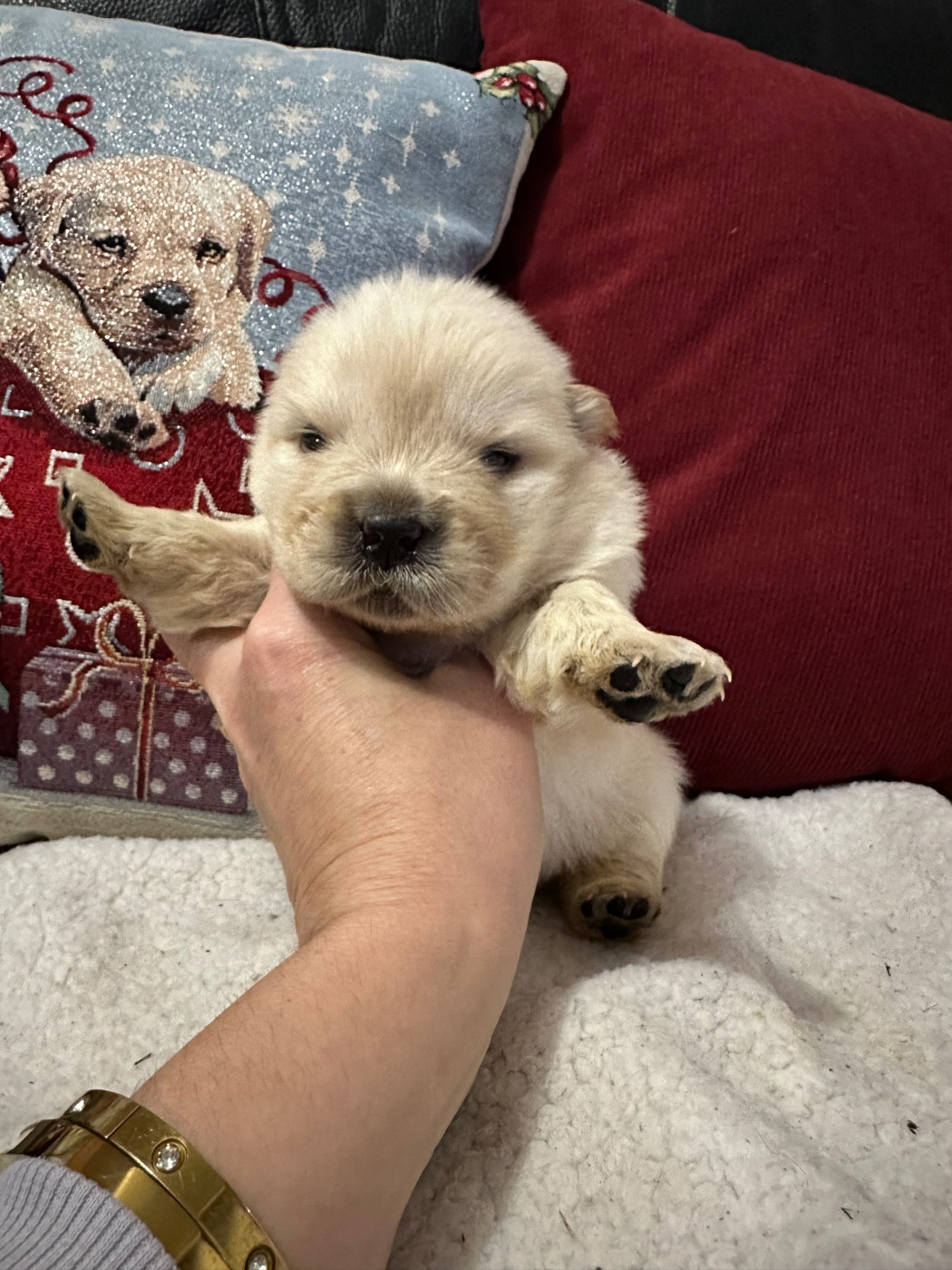 Famous Dream - Chiots disponibles - Chow Chow