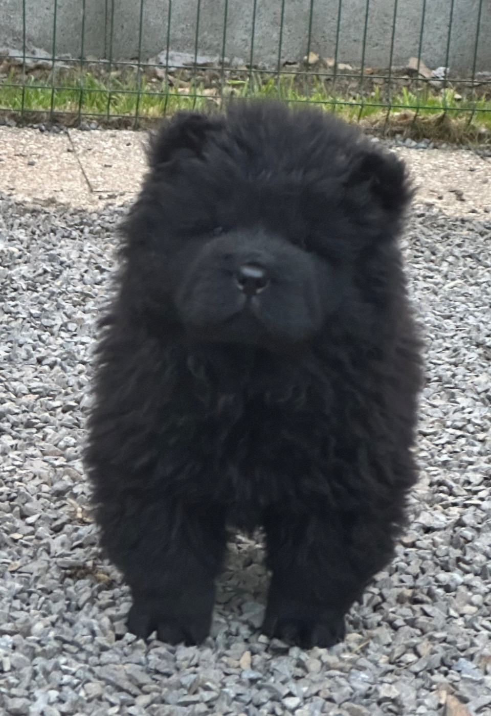 Famous Dream - Chiots disponibles - Chow Chow