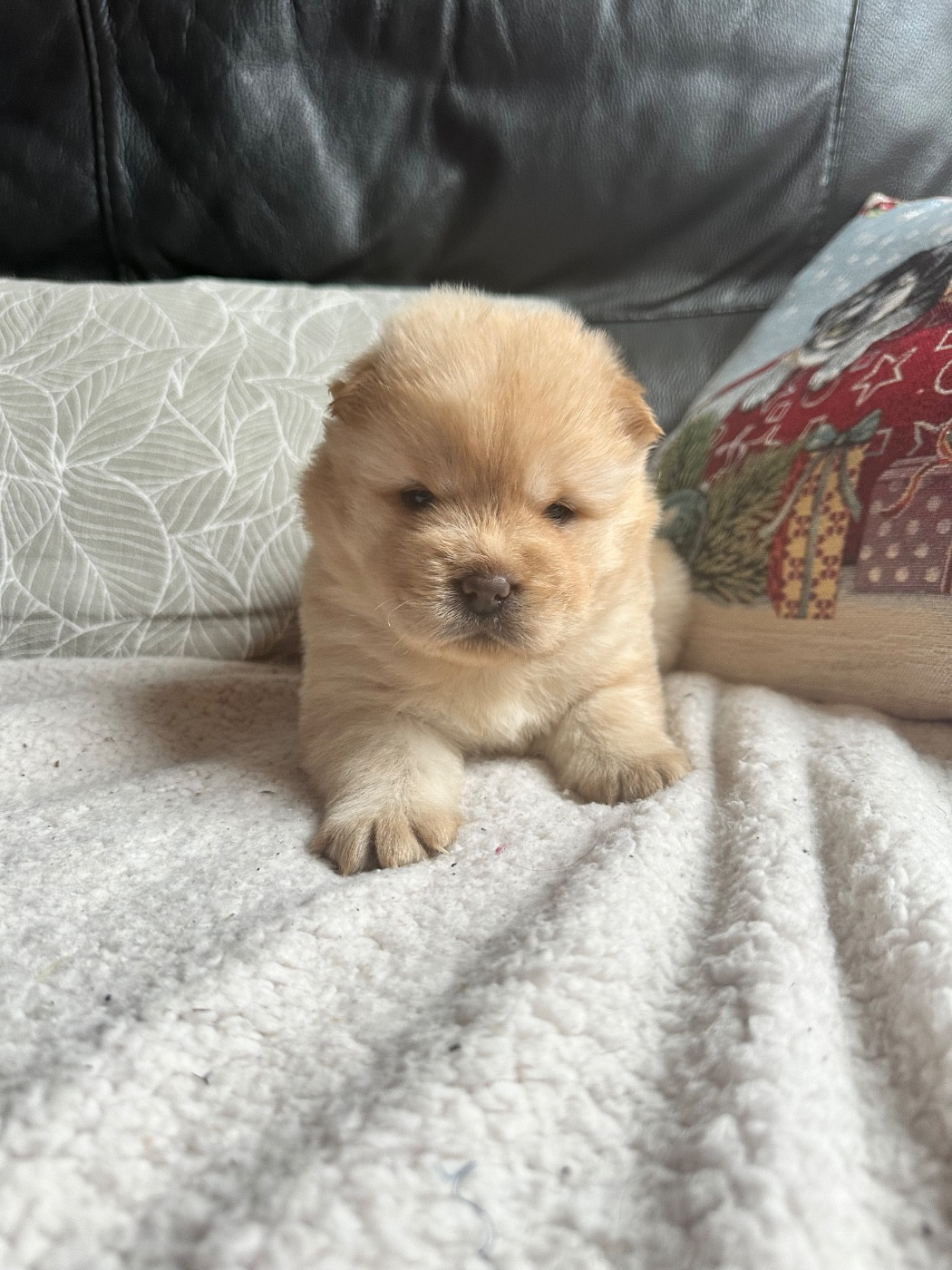 Famous Dream - Chiots disponibles - Chow Chow